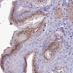PLEKHA4 Antibody, Novus Biologicals:Antibodies:Primary Antibodies